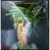 BABY GRANT Ancient Medicine (Arista AB 4200) USA 1978 LP (	Pop Rock, Prog Rock)